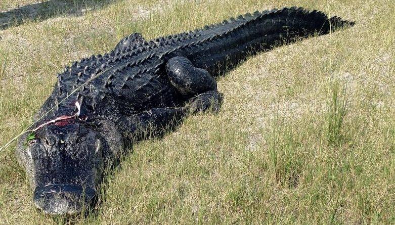 Жуткая находка: У аллигатора в пасти обнаружили часть тела пропавшего во Флориде мужчины - usa.one - шт.Флорида