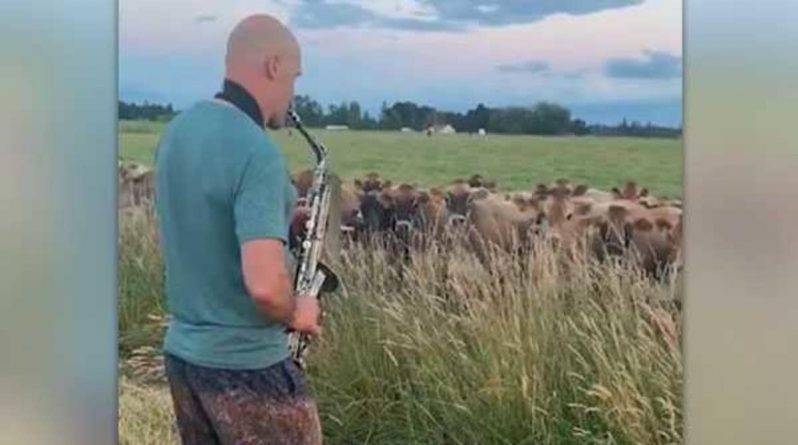 Джордж Майкл - Стиви Уандер - Пользователей соцсетей умилило вирусное видео, на котором мужчина привлек стадо коров трогательными джазовыми композициями - usa.one - США - штат Орегон