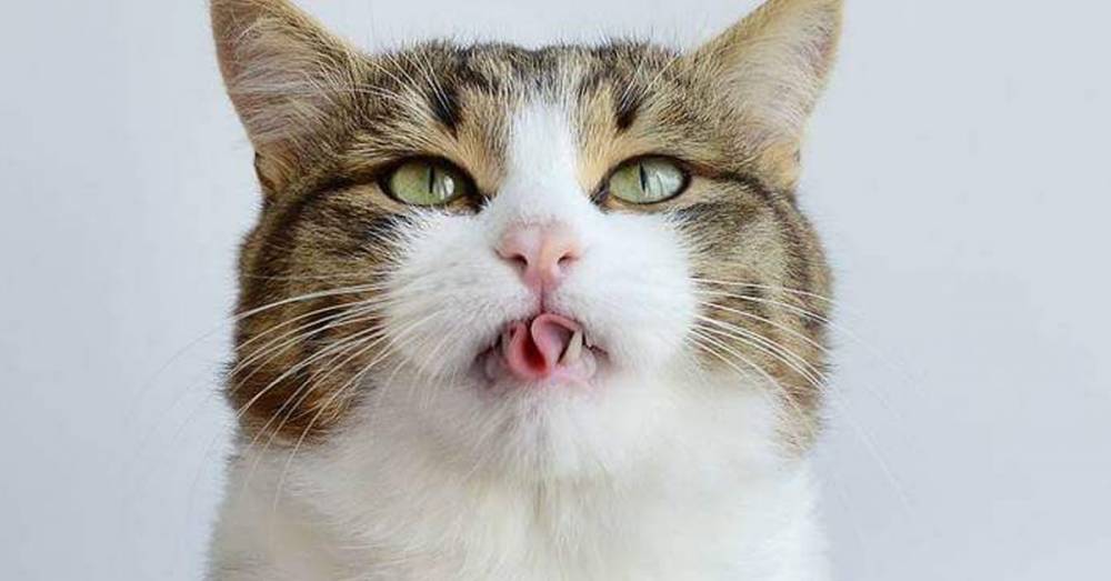 Самый эмоциональный кот Рекси, который покорил интернет - factsinter.com - Екатеринбург