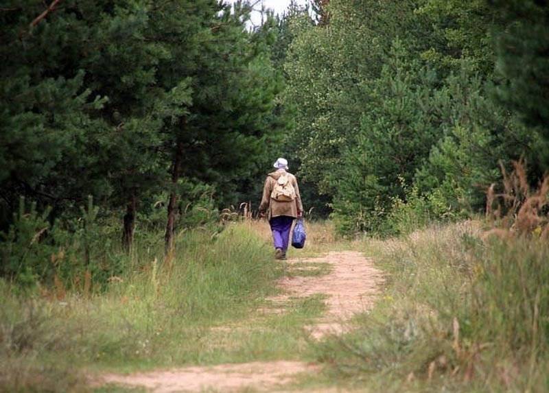 В Смоленской области в лесу заблудилась пенсионерка - readovka.ru