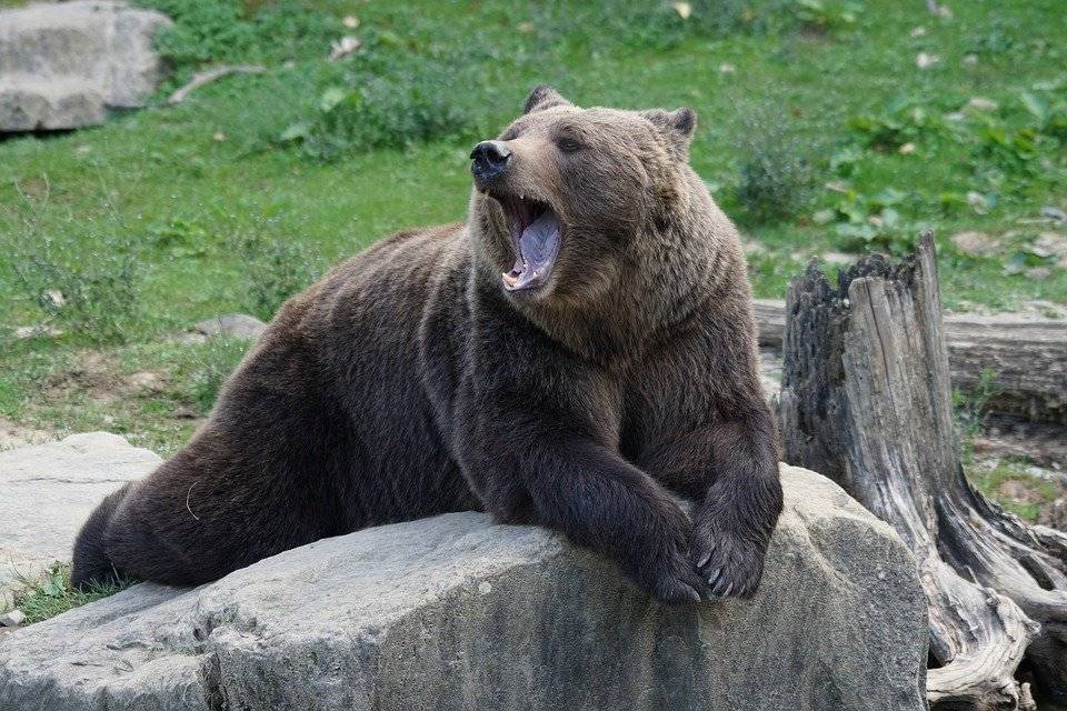 В США медведь сел в машину и разбился - pravda-tv.ru - США - Боулдер