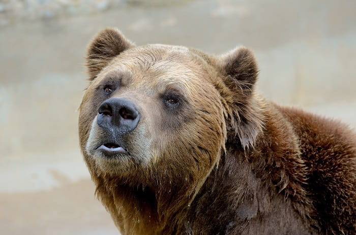 В США медведь «угнал» авто и попал в аварию | РИА «7 новостей» - 7info.ru - США - Боулдер