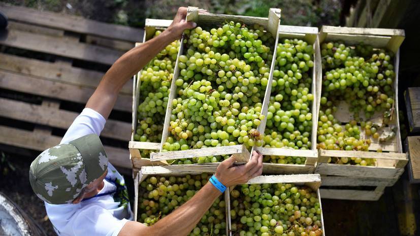 Андрей Рюмшин - В Крыму рассказали об экспорте сельхозпродукции в 2019 году — РТ на русском - russian.rt.com - Россия - Крым - Новгородская обл. - Крым