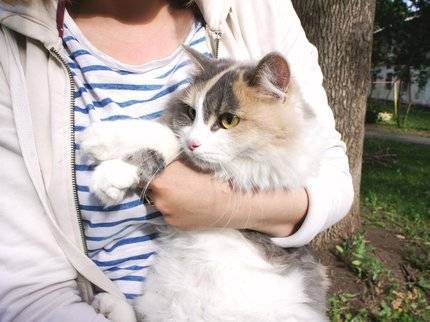 В Уфе из-за кота спасателям пришлось лезть на дерево - ufatime.ru - Уфа