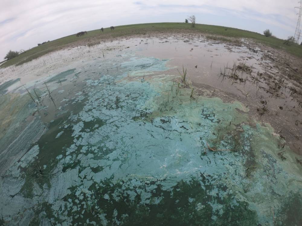 Странные пятна на воде под Астраханью могут быть не бензином, а водорослями - astravolga.ru - Астрахань