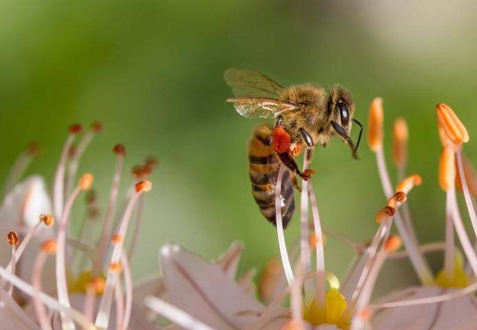 Минсельхоз заявил об огромном ущербе от массового вымирания пчел в России - vm.ru - Россия
