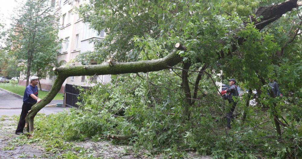 Евгений Тишковец - Гидрометцентр Роман Вильфанд - Москвичей предупредили о сильном ветре - m24.ru - Москва - Россия - Московская обл.