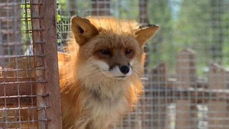 Депутаты призвали привлекать за жестокое обращение с животными с 14 лет - polit.info - Россия - Санкт-Петербург
