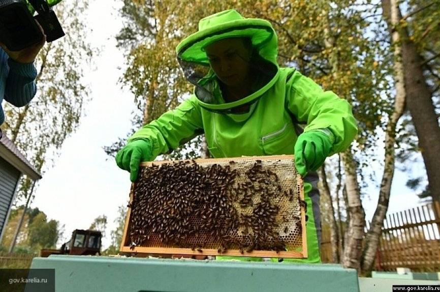 В Минсельхозе назвали возможную причину массовой гибели пчел в Башкирии - newinform.com - Башкирия - р. Башкирия