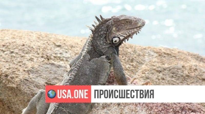 Охотник на игуан промахнулся и подстрелил чистильщика бассейнов из пневматического оружия - usa.one - США - шт.Флорида - Пуэрто-Рико