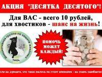 В Твери и области проходит ежемесячная благотворительная акция помощи животным "Десятка десятого" - ТИА - tvernews.ru - Россия