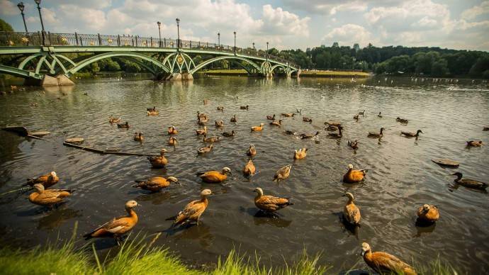 В «Царицыне» готовятся к «дачным каникулам» - parkseason.ru - Колумбия - Новости