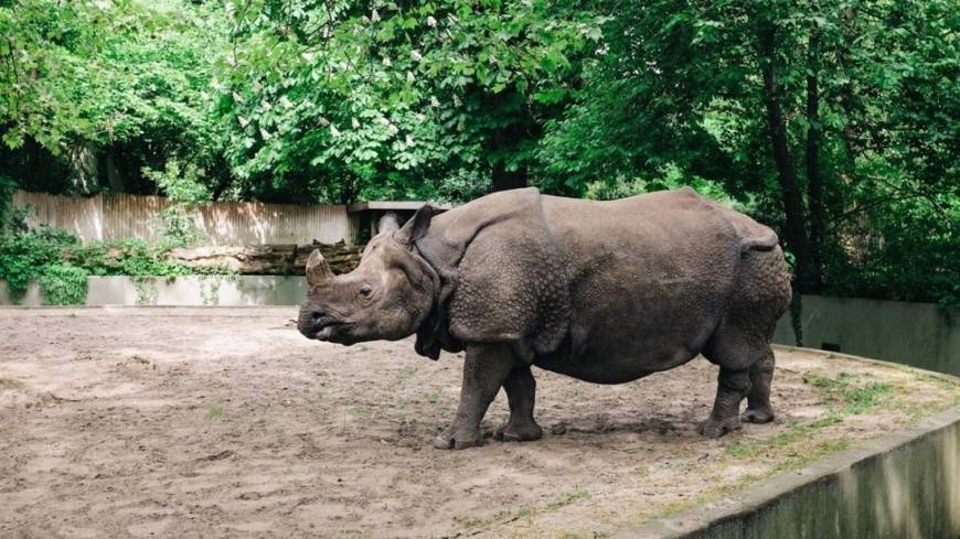 Джон Магуфули - Популяция носорогов в Танзании выросла на 1000% - mir24.tv - Танзания - Руанда