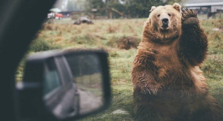 В США медведь угнал авто, врезался в дерево и сбежал - abcnews.com.ua - США - Боулдер