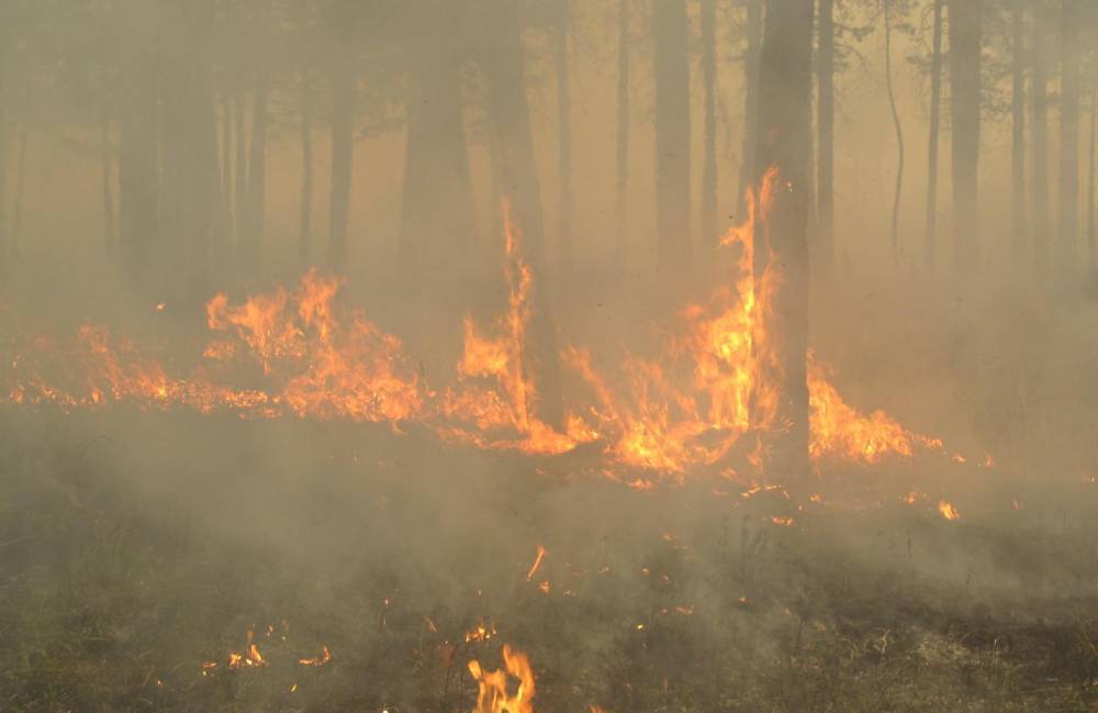 На севере Бурятии неделю бушуют лесные пожары, возникшие из-за гроз - infpol.ru - респ.Бурятия - населенный пункт Угрозы - район Северо-Байкальский