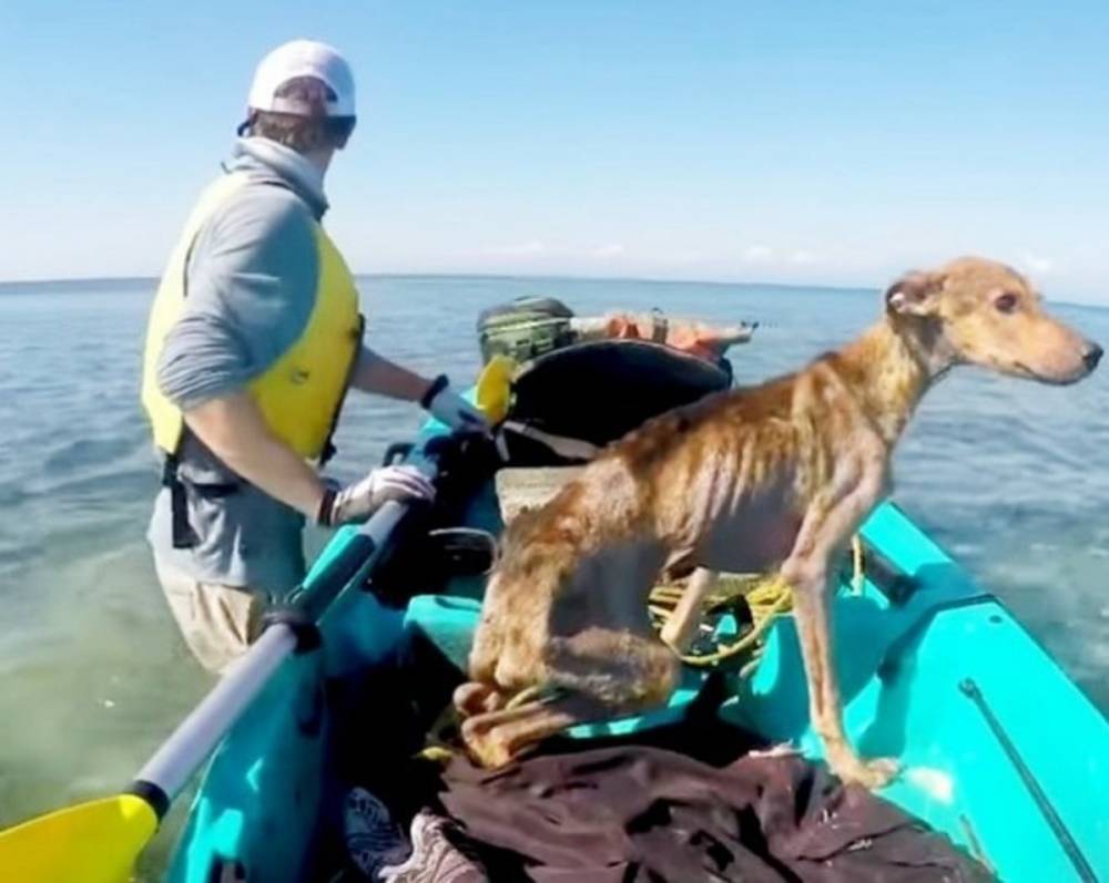 Парень спас собаку, которая оказалась на маленьком островке - lemurov.net - Белиз