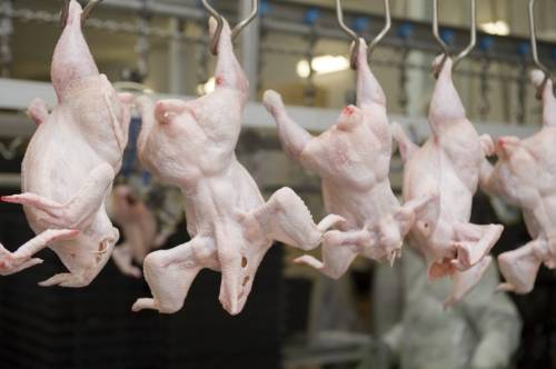 Россельхознадзор ввёл ограничения на ввоз птицеводческой продукции из Казахстана - lentanovosti.ru - Казахстан - Омск - Карагандинская обл.