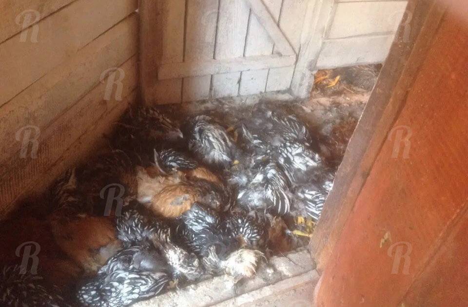 Новое убийство «чупакабры» под Смоленском. На этот раз неизвестный хищник высосал кровь сразу у 70 кур - readovka.ru