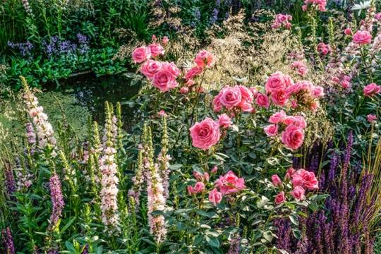 В Москве открылся фестиваль&nbsp;Moscow&nbsp;Flower&nbsp;Show 2019 - versia.ru - Москва - Англия - Москва