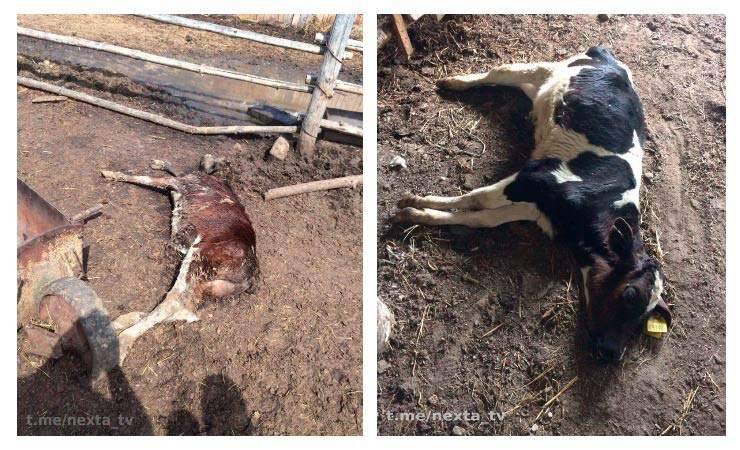 Виталий Пристромов - Милиция провела проверку и опровергает массовую гибель коров на ферме в Жлобинском районе - gomel.today