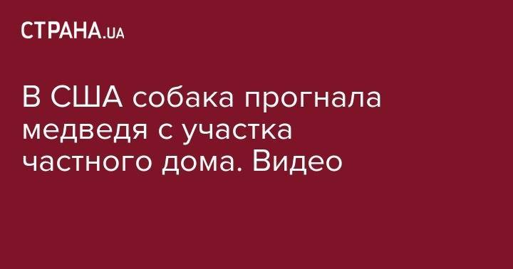 В США собака прогнала медведя с участка частного дома. Видео - strana.ua - США - шт.Нью-Джерси - штат Висконсин
