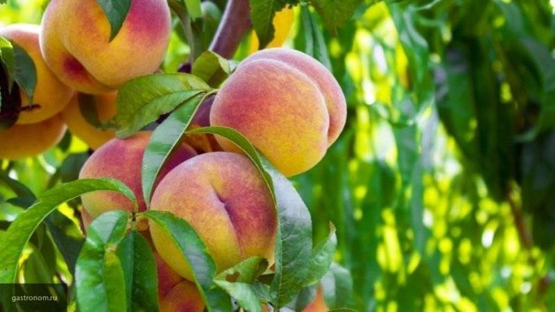 Вера Вырвич - Нина Зайцева - Эксперт рассказал, какие фрукты следует есть летом - nation-news.ru