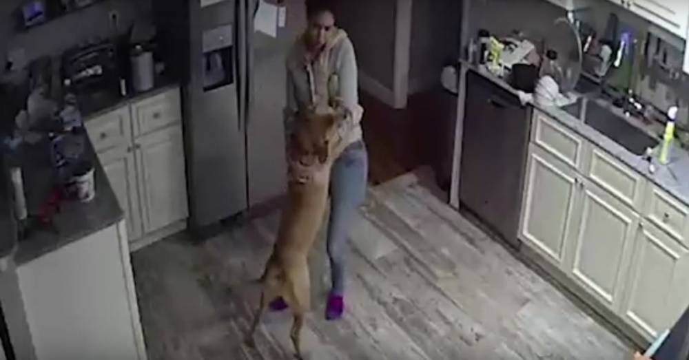Скрытая камера сняла, как девушка проводит свой день с собакой - factsinter.com - Монтевидео
