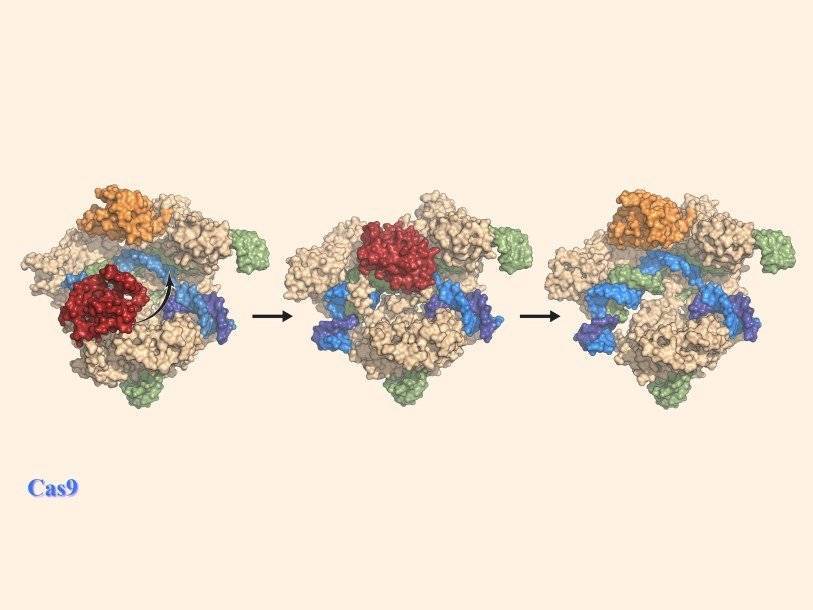 Получены высокоточные изображения белка Cas9 за работой - polit.ru - США - Колумбия - Канада