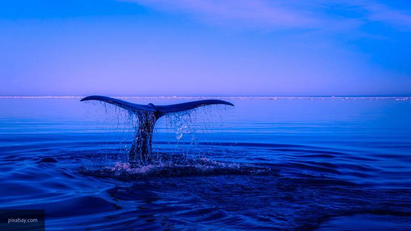 Мария Федорова - Маленький червь может побороться с китом за звание самого громкого животного в океане - nation-news.ru - Япония - Канада