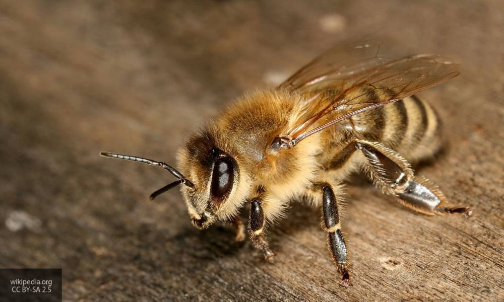 Юлия Мелано - Россельхознадзор поделился данными о предотвращении вымирания пчел - newinform.com - Россия - Россельхознадзор