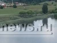 Жители Твери сняли на видео лося переплывающего Волгу в городской черте - ТИА - tvernews.ru - Тверь - Черкассы