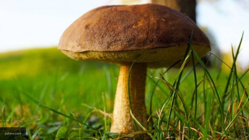 Мария Белякова - Специалисты Роспотребнадзора рассказали, как не отравиться покупными грибами - nation-news.ru - Россия