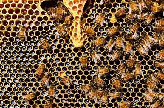 Юлия Мелано - Россельхознадзор назвал причину массовой гибели пчёл в стране - pnp.ru - Россия