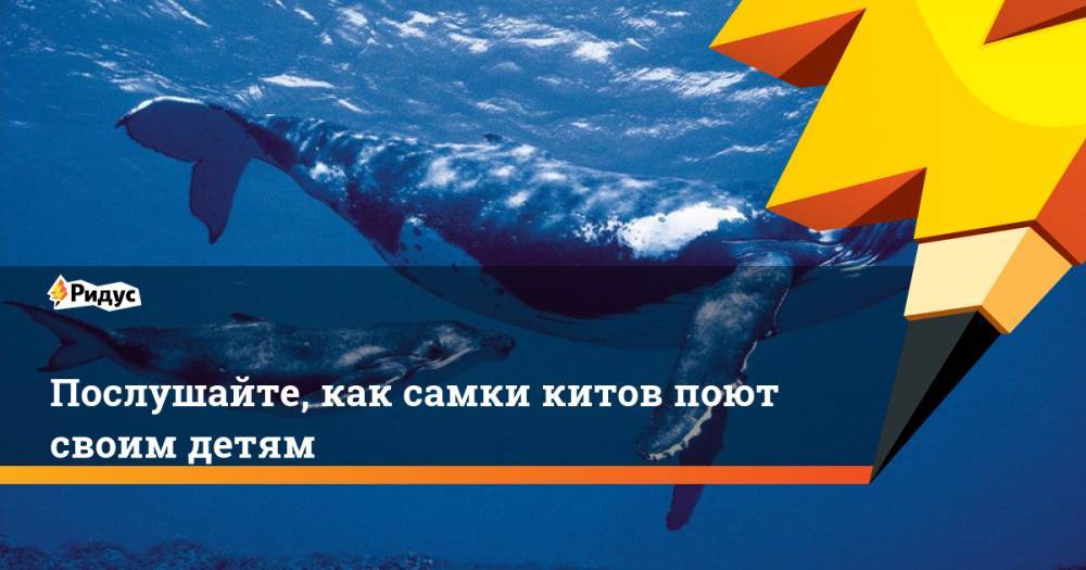 Послушайте, как самки китов поют своим детям. Ридус - ridus.ru - Дания - Антарктида