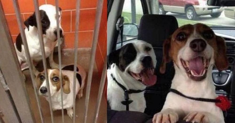 Фото собак до и после того, как их забрали из приюта - factsinter.com