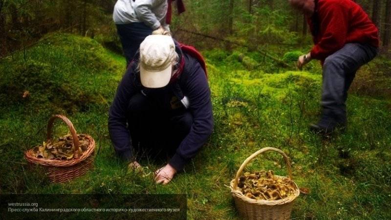 Мария Федорова - Эксперты назвали ядовитые грибы, которые легко спутать со съедобными - nation-news.ru - Московская обл.