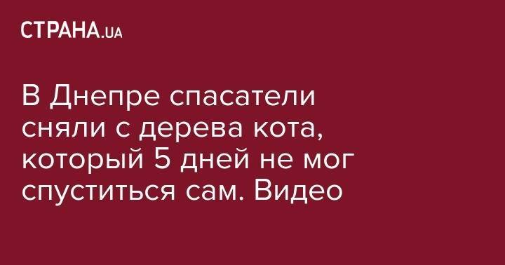 В Днепре спасатели сняли с дерева кота, который 5 дней не мог спуститься сам. Видео - strana.ua - Украина - Львов