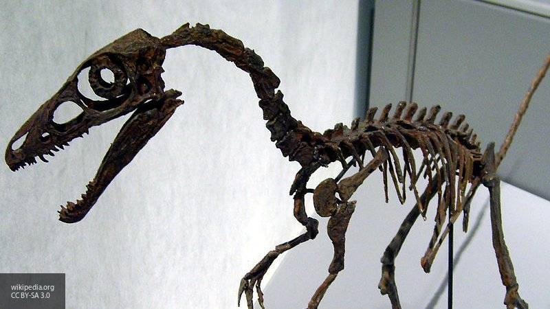 Мария Федорова - Ученые нашли в окаменевшем динозавре неизвестную науке ящерицу - nation-news.ru - Китай - Бирма