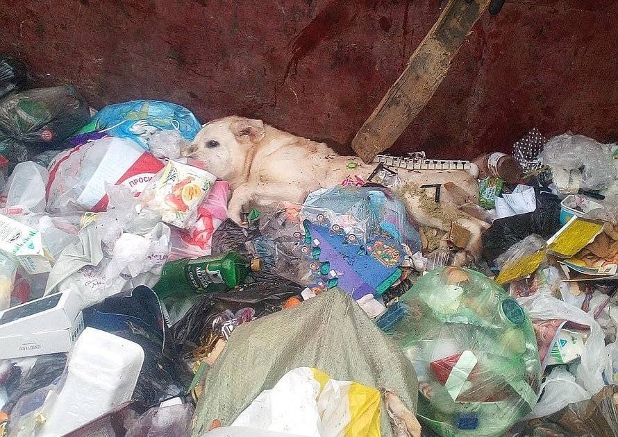 В центре Смоленска в мусорке четвёртый день разлагается мёртвая собака - readovka.ru - Смоленск
