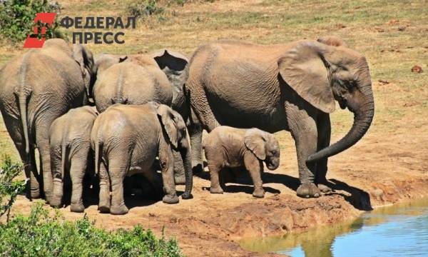 В Якутске двух слонов выгуляли на улице | Республика Саха (Якутия) | ФедералПресс - fedpress.ru - Приморье край - Якутск - Канада