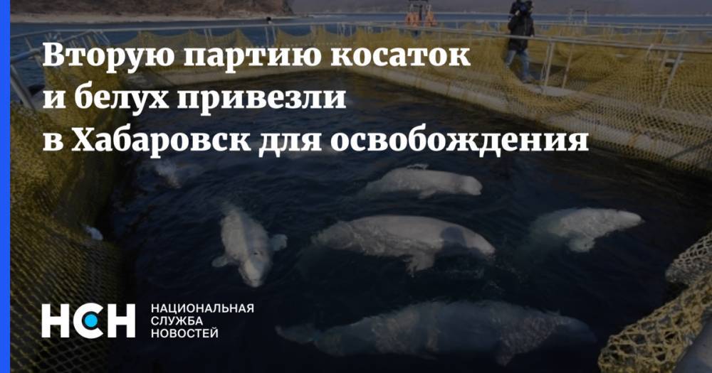 Вторую партию косаток и белух привезли в Хабаровск для освобождения - nsn.fm - Приморье край - Хабаровск