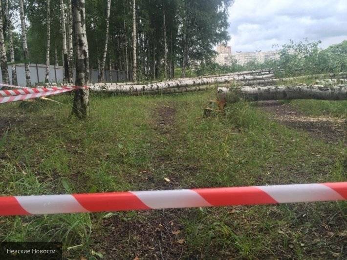 Александр Беглов - Эдуард Батанов - Николай Линченко - Николай Бондаренко - Беглов наказал троих вице-губренаторов из-за вырубки вязов в Муринском парке - newinform.com - Санкт-Петербург - район Калининский