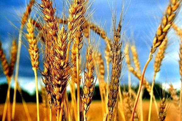 Андрей Сизов - Россия остается мировым лидером по экспорту пшеницы... - rf-smi.ru - Россия - США