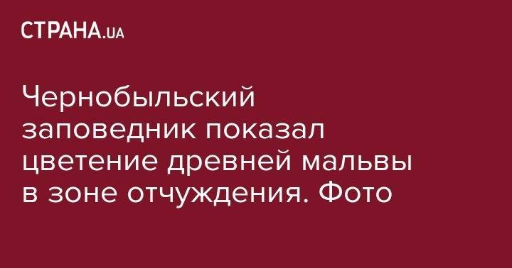 Чернобыльский заповедник показал цветение древней мальвы в зоне отчуждения. Фото - strana.ua - Украина - Египет - Греция