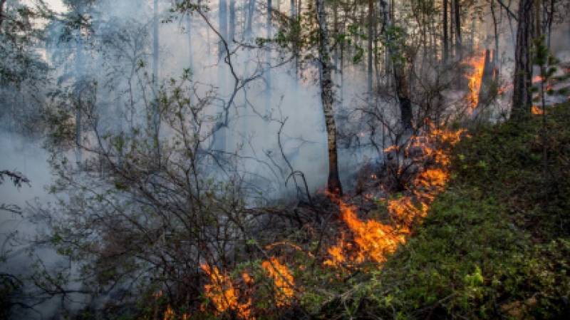 Поджог стал причиной лесного пожара, угрожавшего детскому лагерю в Бурятии - polit.info - респ.Бурятия - район Иволгинский