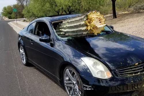 Кактус отомстил водителю врезавшейся в него машины - lentanovosti.ru - США - шт. Аризона