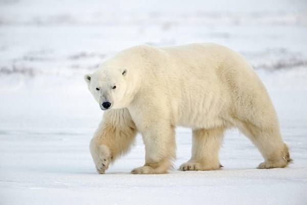 Происхождение белого медведя: ученые изменили свое мнение - ecosever.ru - Ирландия