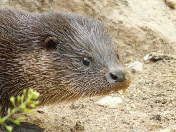 В Воронежской области бешеная куница напала на 5-летнюю девочку
- Новости Воронежа - moe-online.ru - район Рамонский