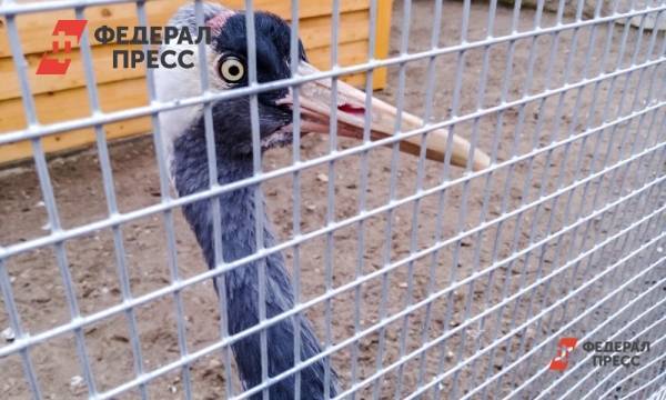 Владимир Путин - Владимир Панов - Елен Майоров - Пластиковые животные отменяются. Путин считает возможным развитие нижегородского зоопарка «Мишутка» | Нижегородская область | ФедералПресс - fedpress.ru - Москва - Россия - Швейцария - Нижегородская обл. - Нижний Новгород