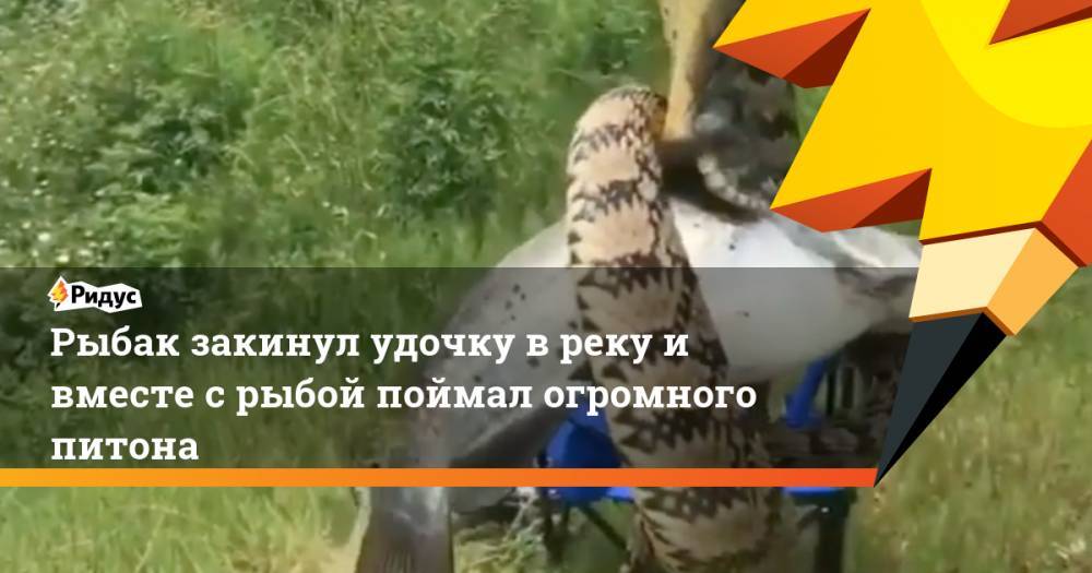 Рыбак закинул удочку в реку и вместе с рыбой поймал огромного питона. Ридус - ridus.ru - США - Техас - Англия - Колумбия - Канада